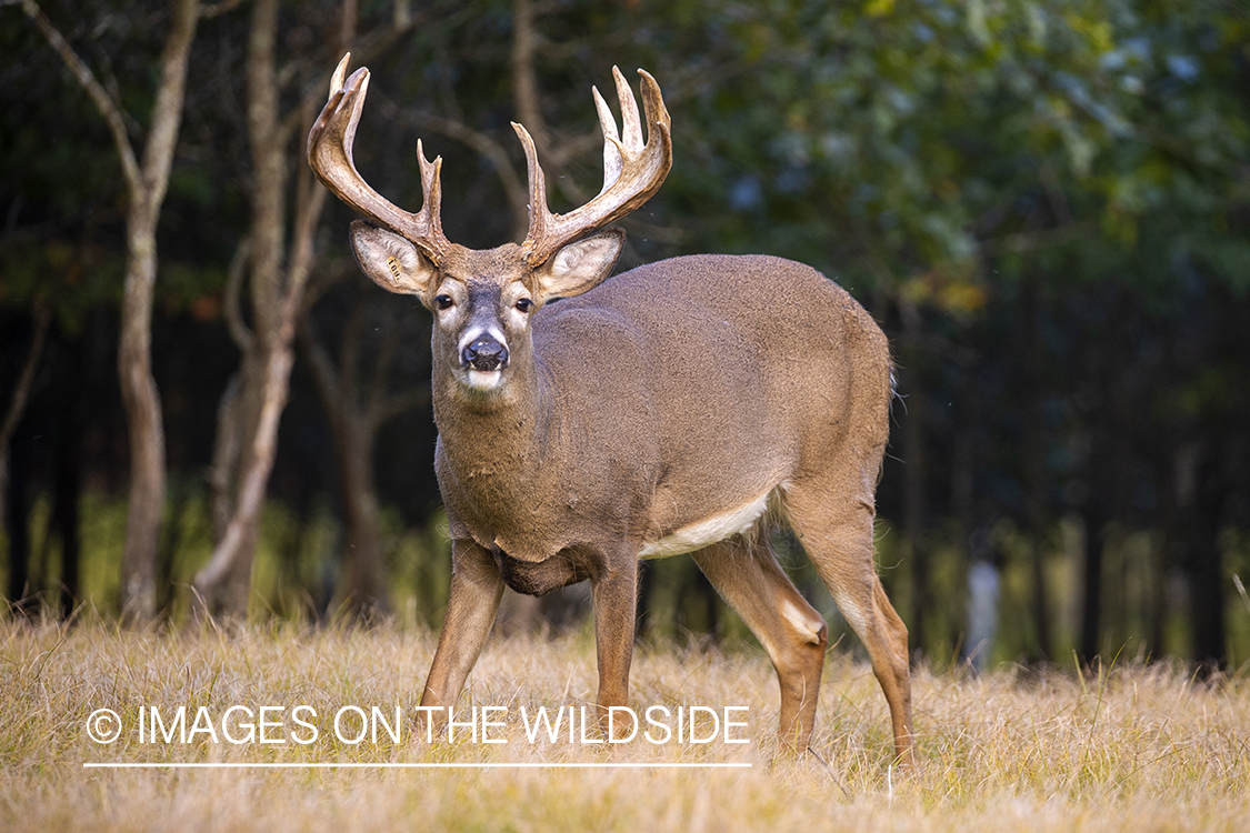 White-tailed buck in field.