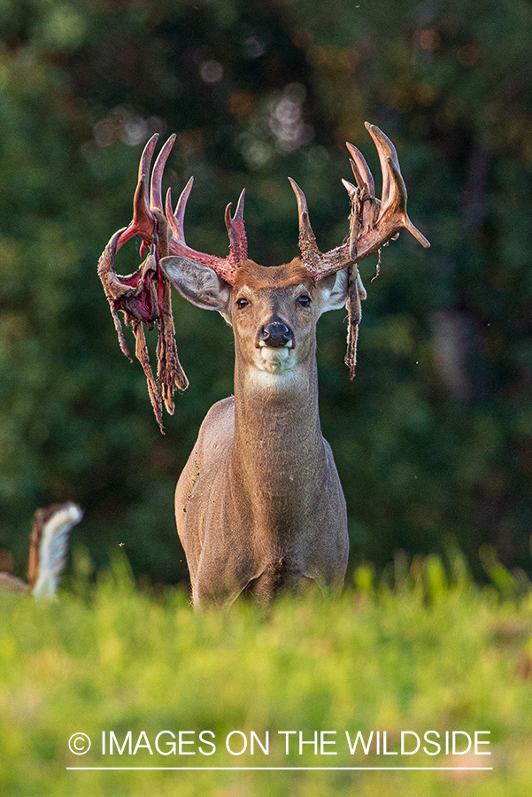 White-tailed buck shedding Velvet.