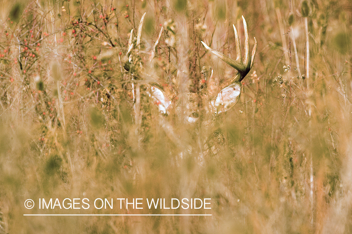 White-tailed deer in habitat