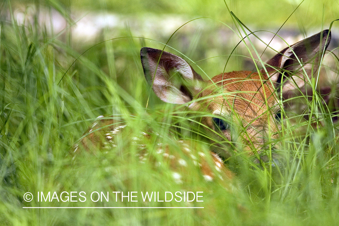 White-tailed fawn in habitat