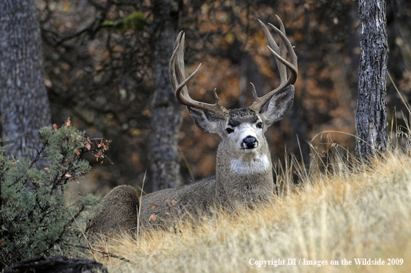 Blacktail buck in habitat.