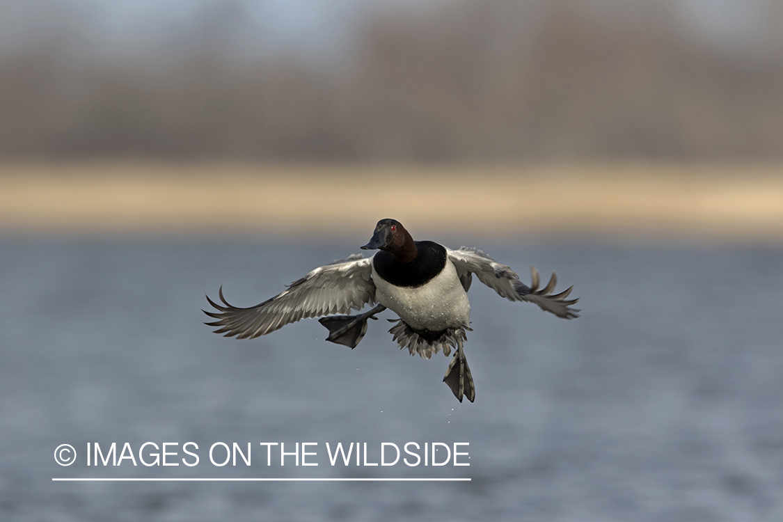 Canvasback in flight.