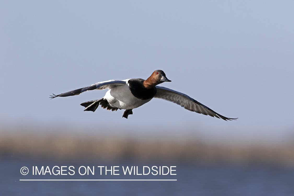 Canvasback drake in flight.