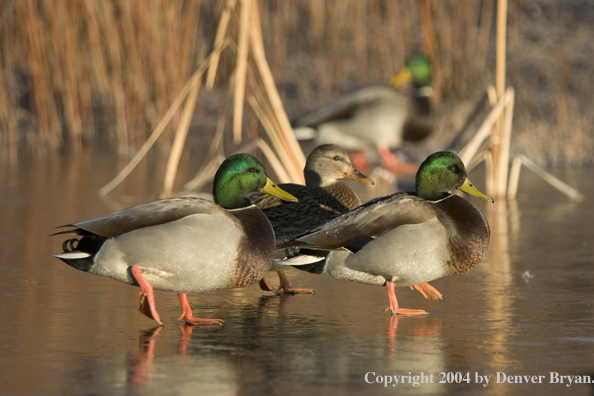 Mallards on ice.