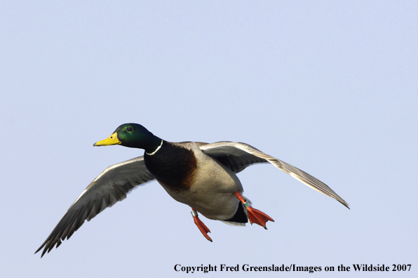 Mallard duck