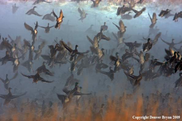 Mallard Ducks/Flock