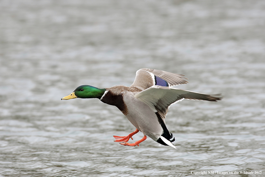 Mallard duck landing in water. 