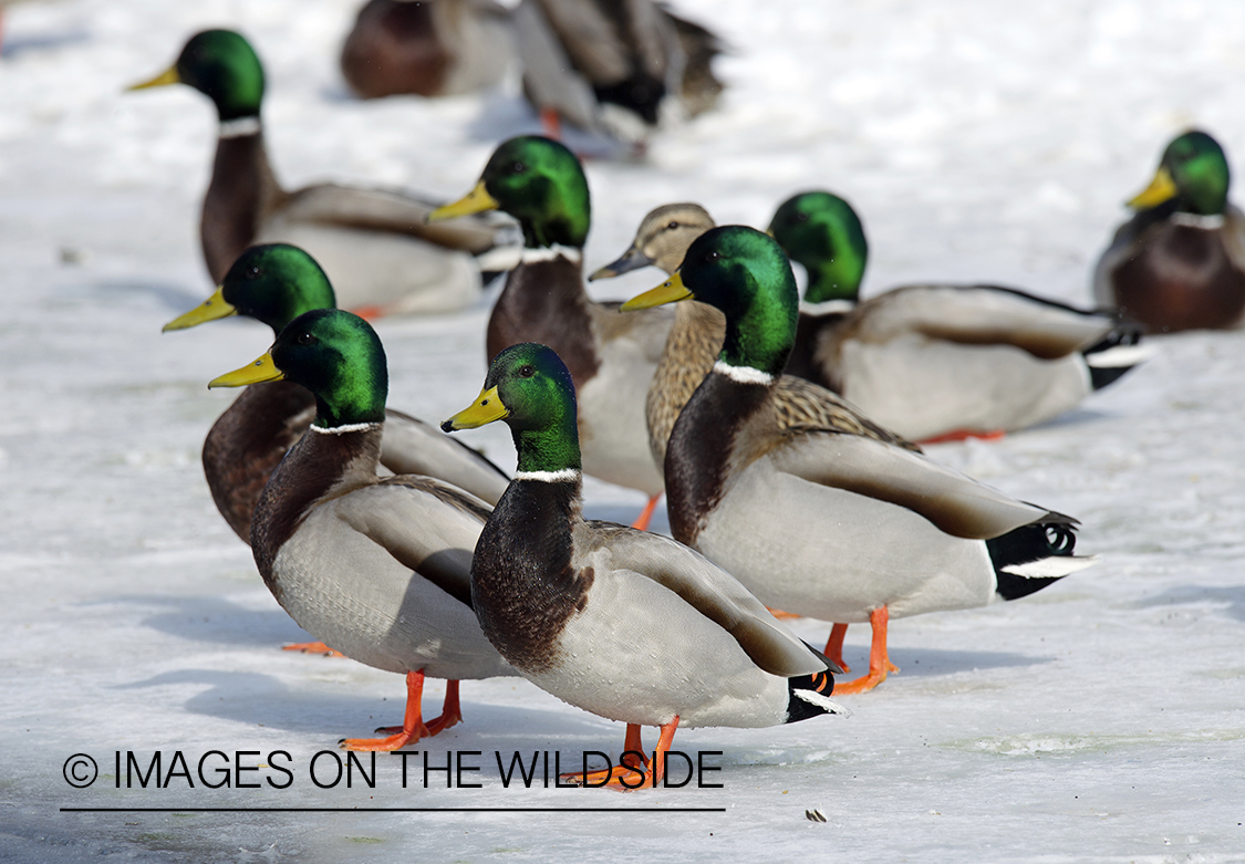 Mallard ducks in habitat.