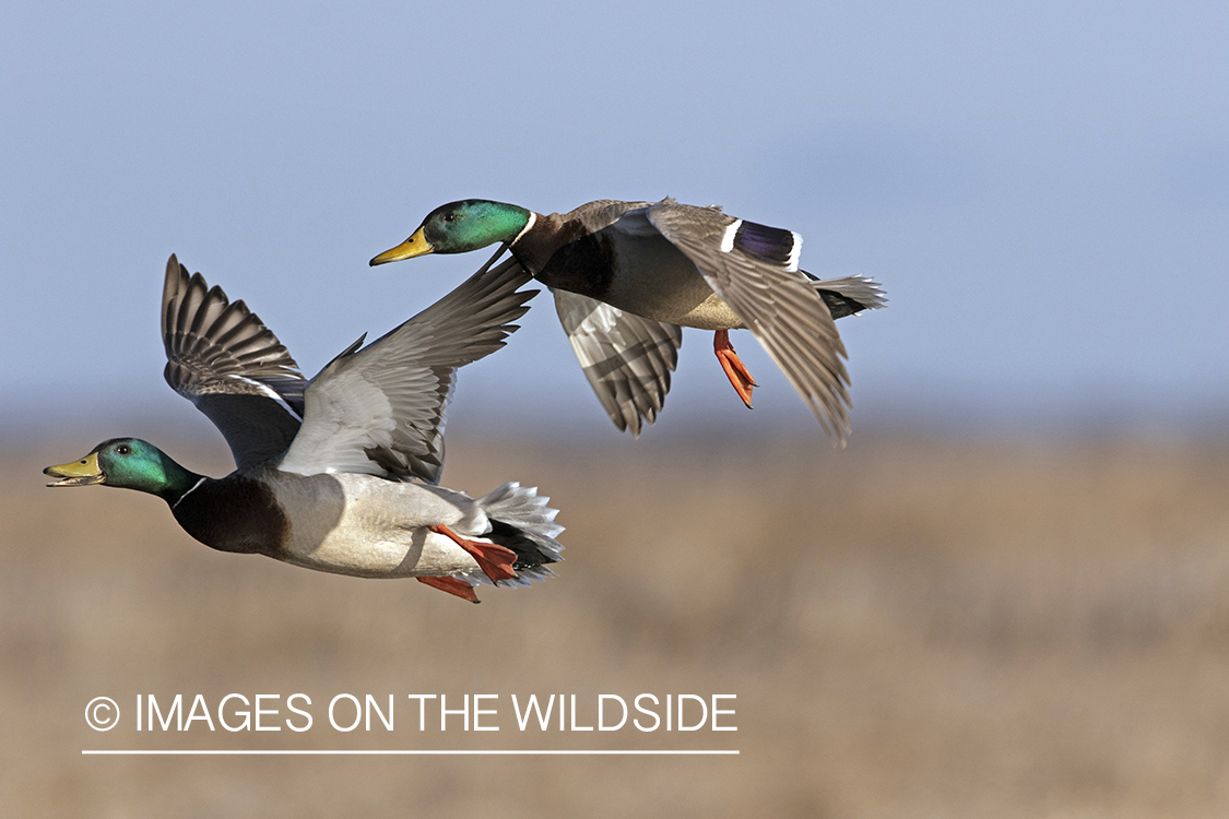 Mallard drakes in flight.