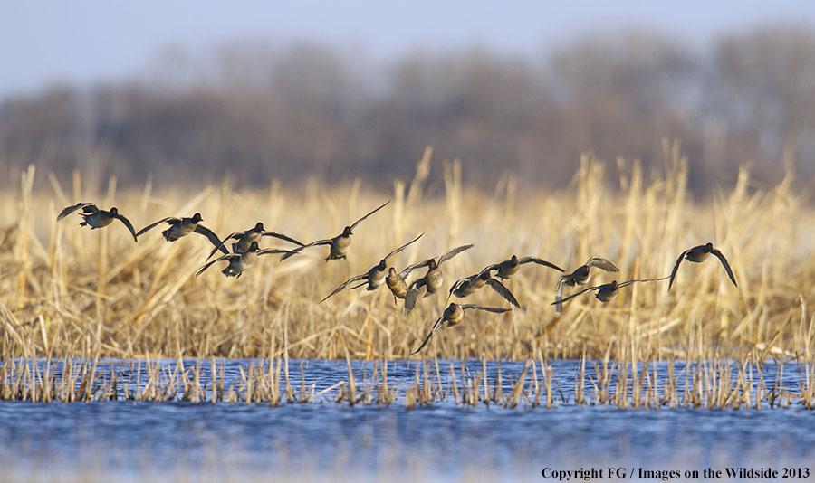 Flock of green-winged teal ducks in flight.