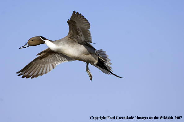 Pintail duck in habitat