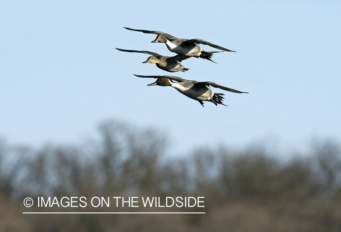 Pintail flock in flight.