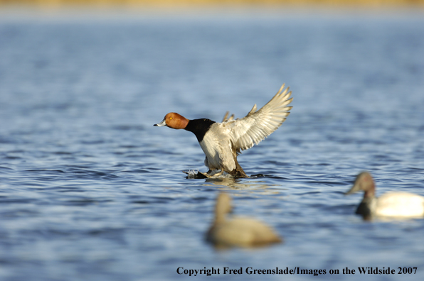 Redhead duck