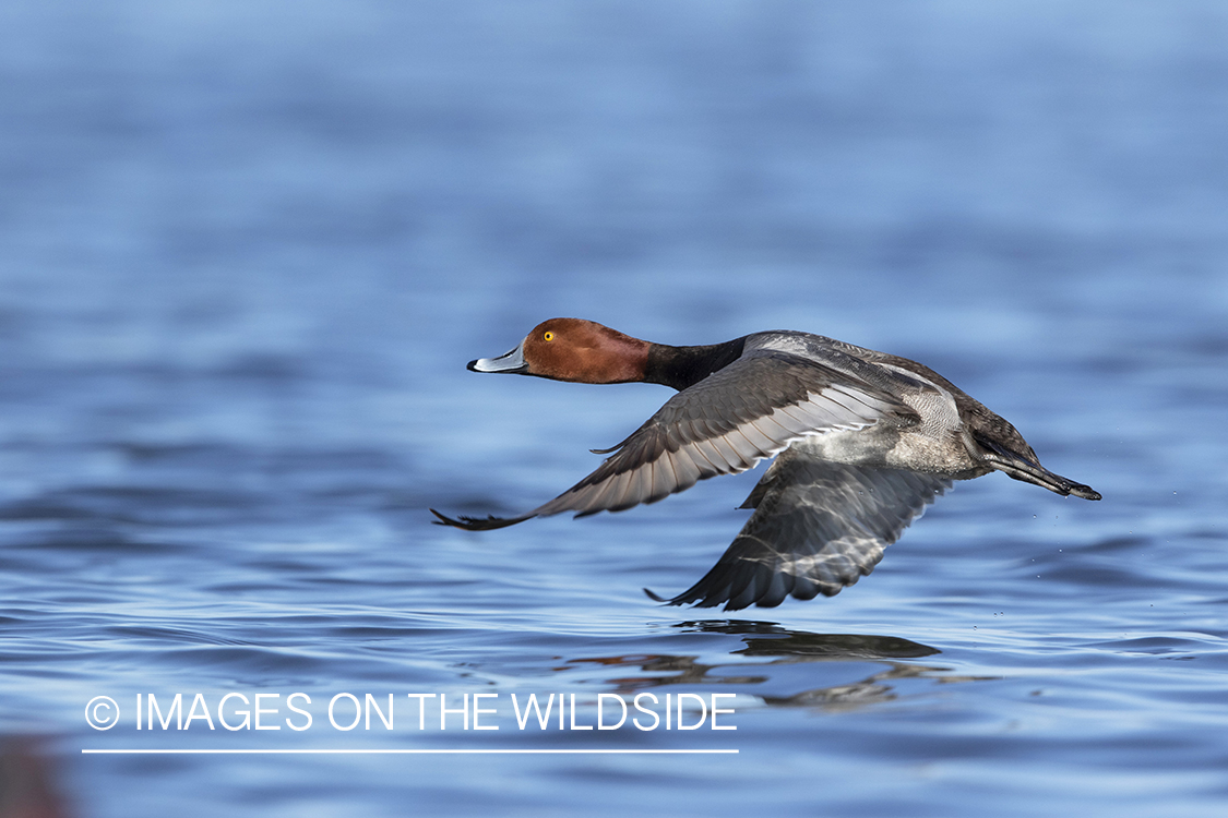 Redhead drake in flight.