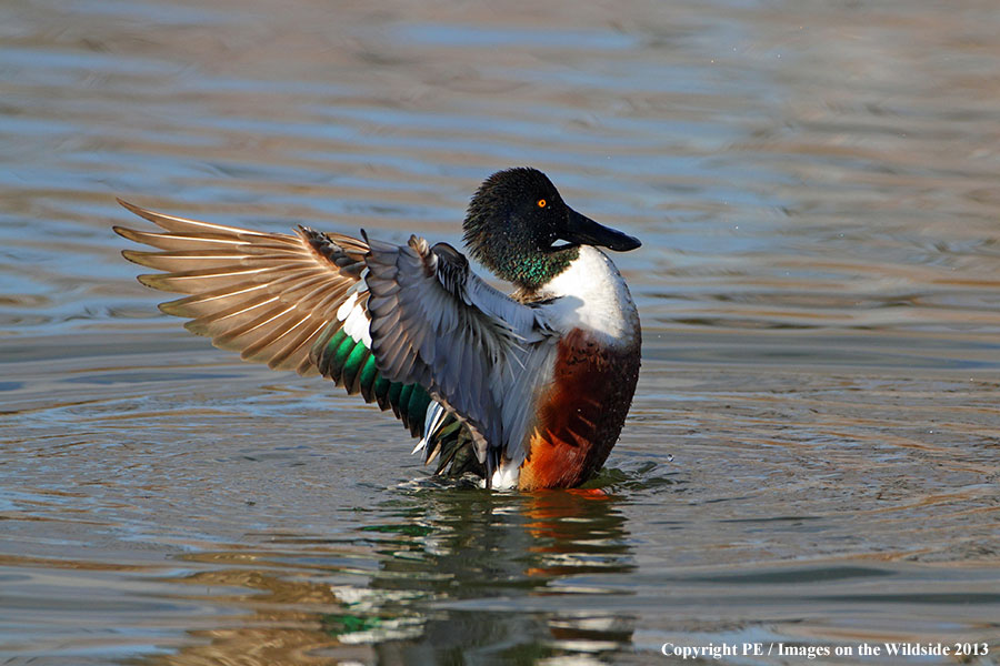 Shoveler duck in habitat.