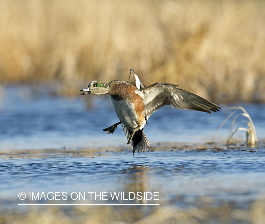 Wigeon duck landing.