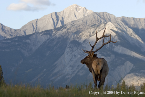 Rocky Mountain bull elk in habitat.