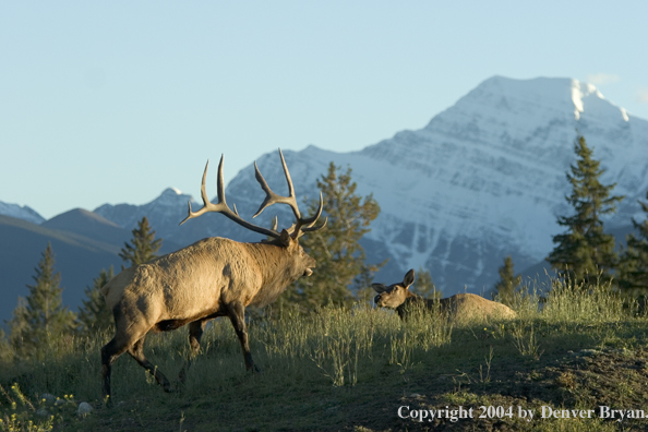 Rocky Mountain bull and cow elk in habitat.