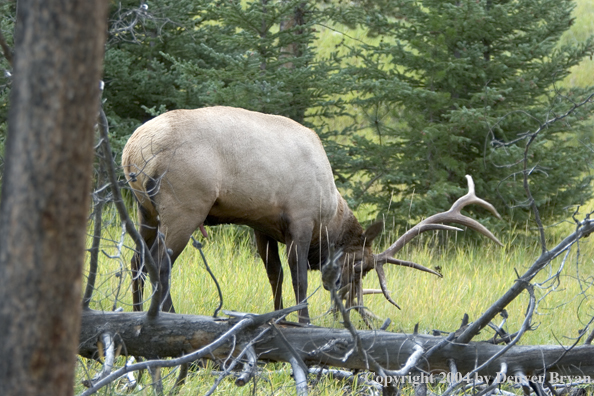 Rocky Mountain bull elk scraping tree.