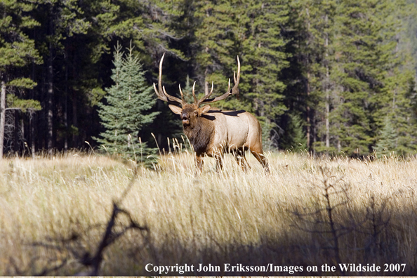 Elk in habitat