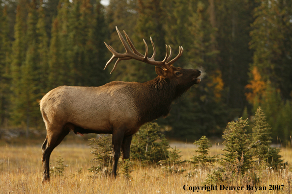 Rocky Mountain Elk bugling