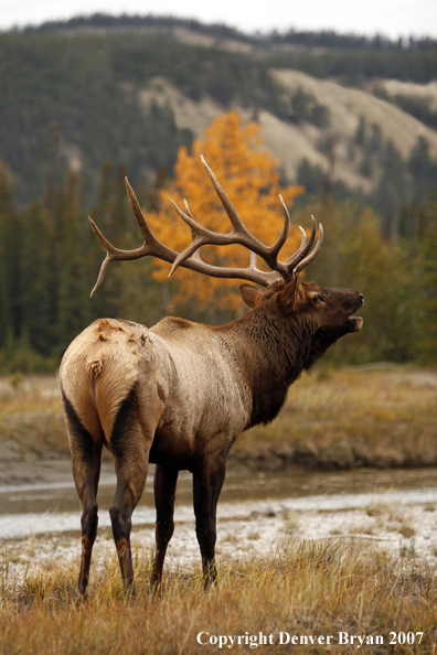 Rocky Mountain Elk bugling