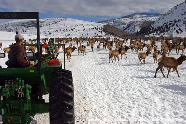 Rocky Mountain Elk