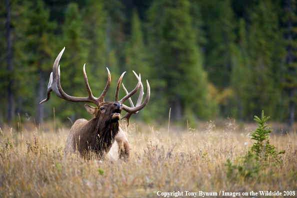 Bull Elk in field