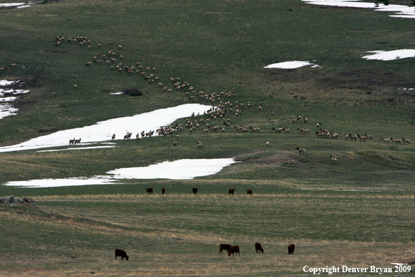 Rocky Montain Elk Herd