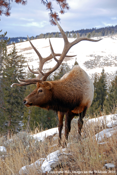 Rocky Mountain Bull Elk in habitat. 