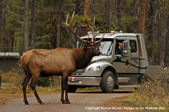 Rocky Mountain Bull Elk crossing highway with tourist photographing