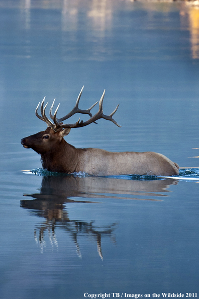 Rocky Mountain elk in water. 