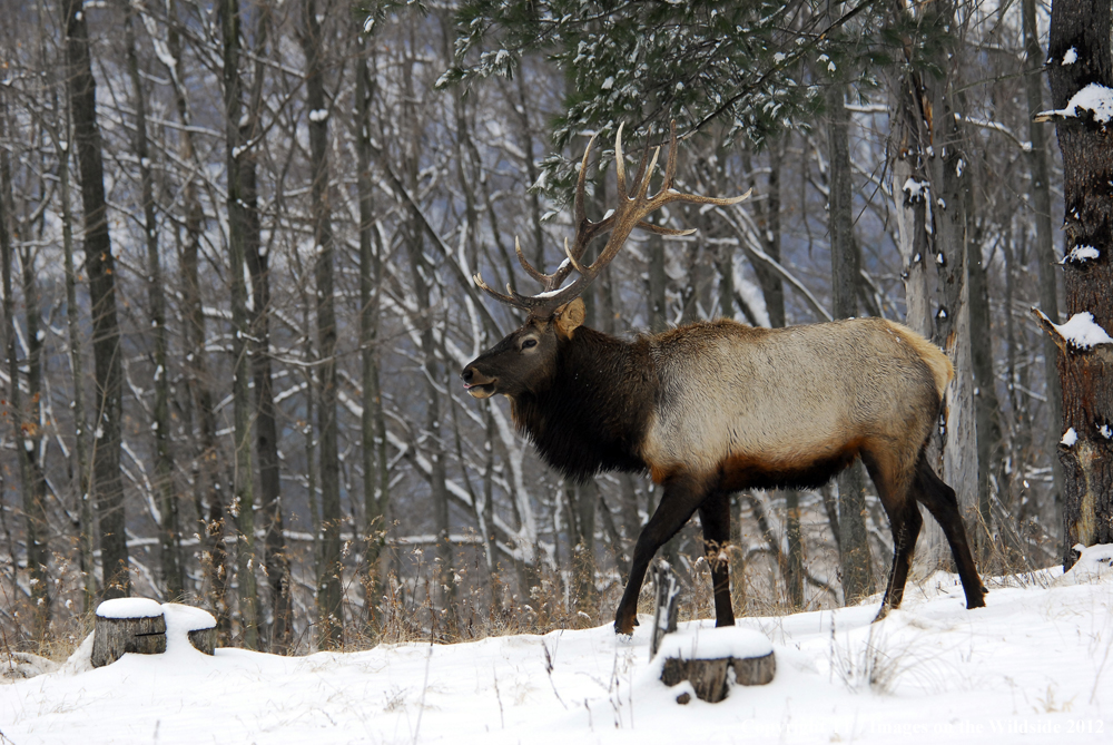 Bull elk in habitat. 