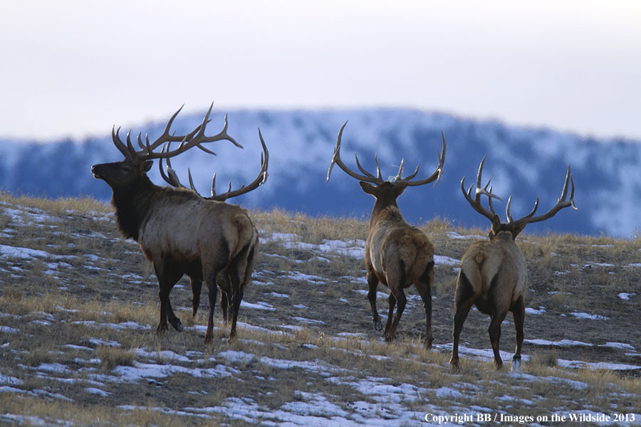 Rocky Moutain Elk in habitat.