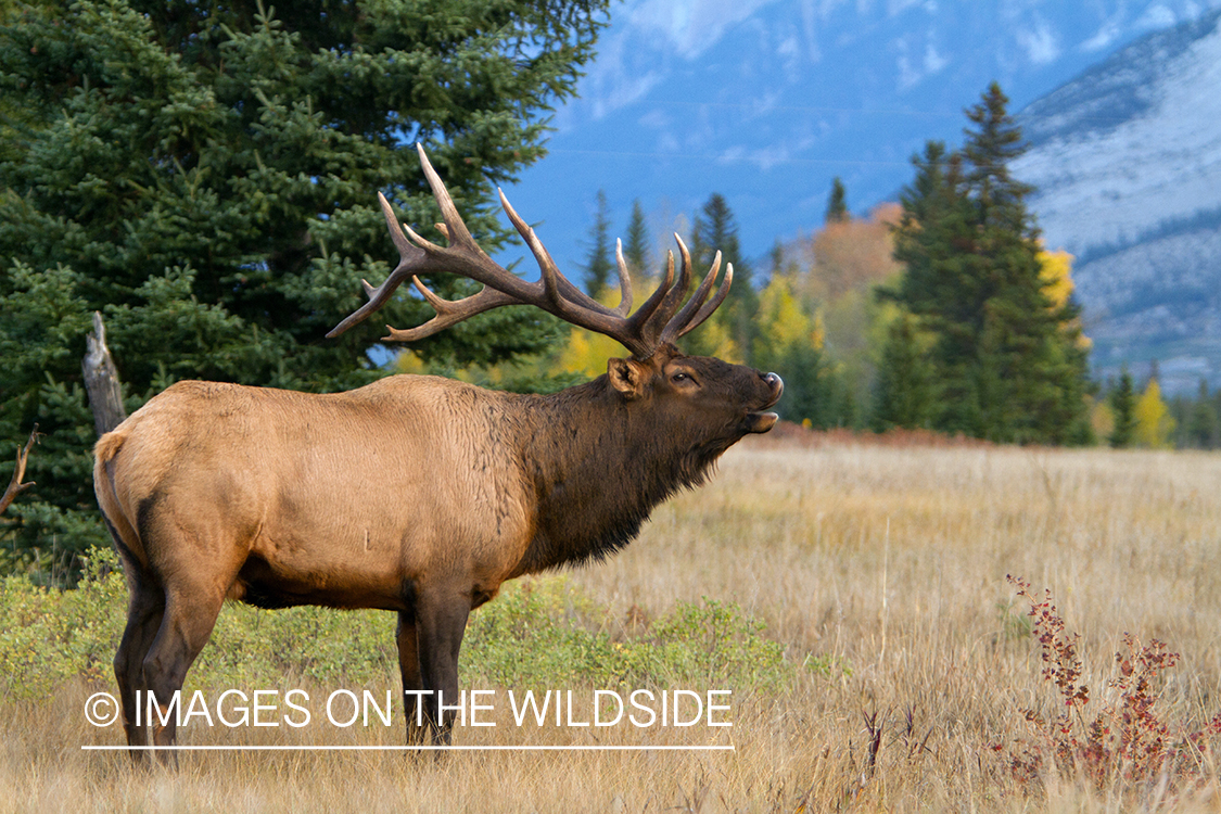 Rocky Mountain Bull Elk bugling in habitat.