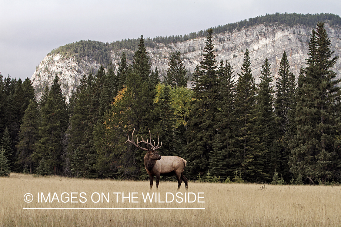 Rocky Mountain Bull Elk in habitat.