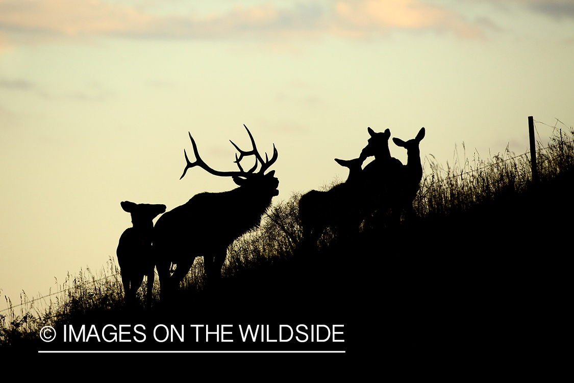 Rocky Mountain Elk in habitat. (silhouette)