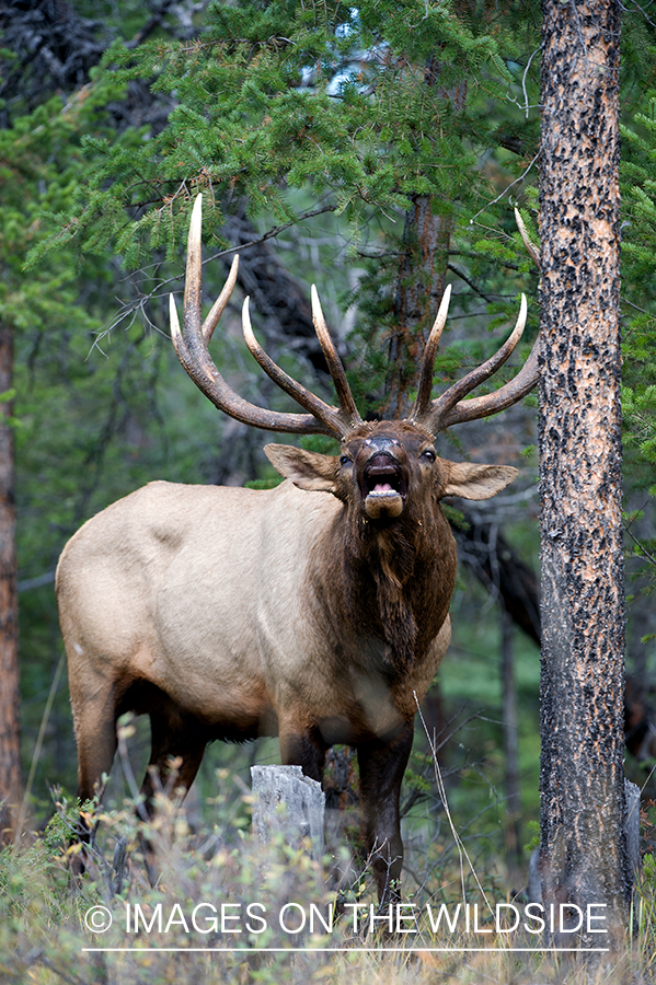 Bull elk bugling.