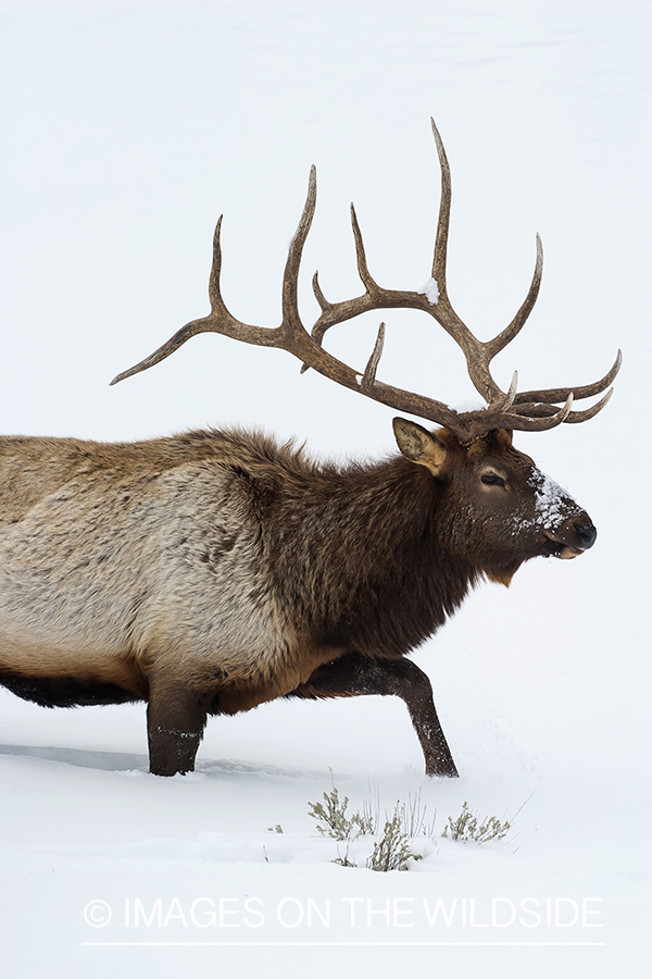 Bull Elk in snow covered field.