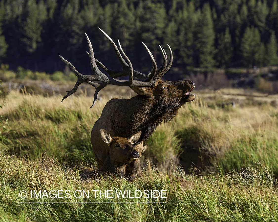 Bull elk with cow bugling.