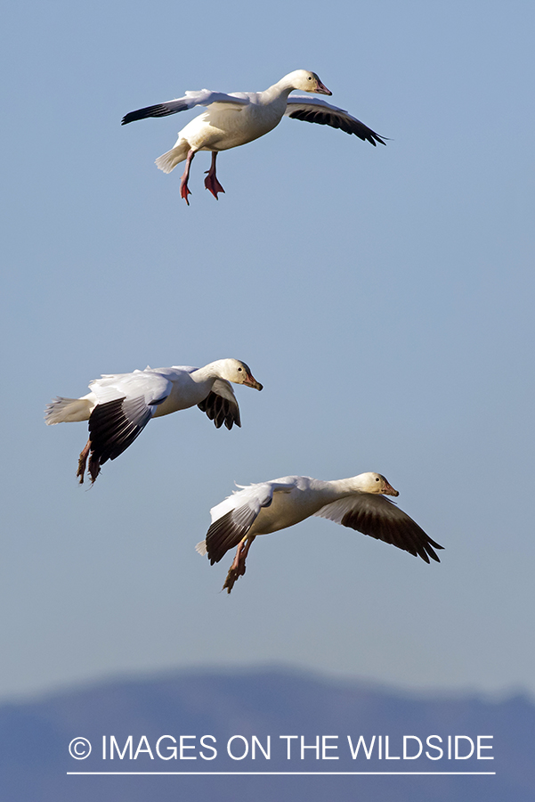 Snow geese in flight.