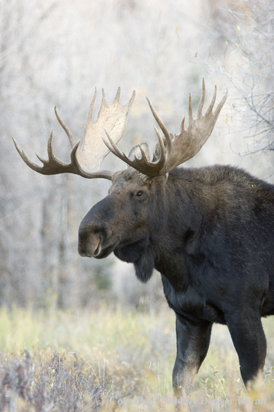 Shiras bull moose in Rocky Mountains.