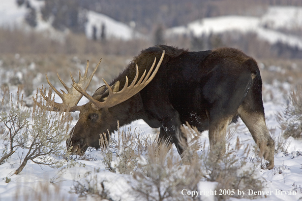 Shiras bull moose in habitat.