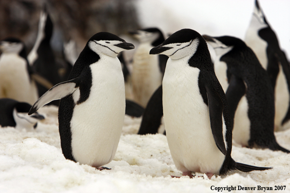 Chinstrap penguin in habitat