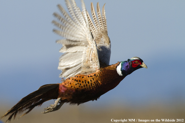 Ring-necked pheasant in flight. 