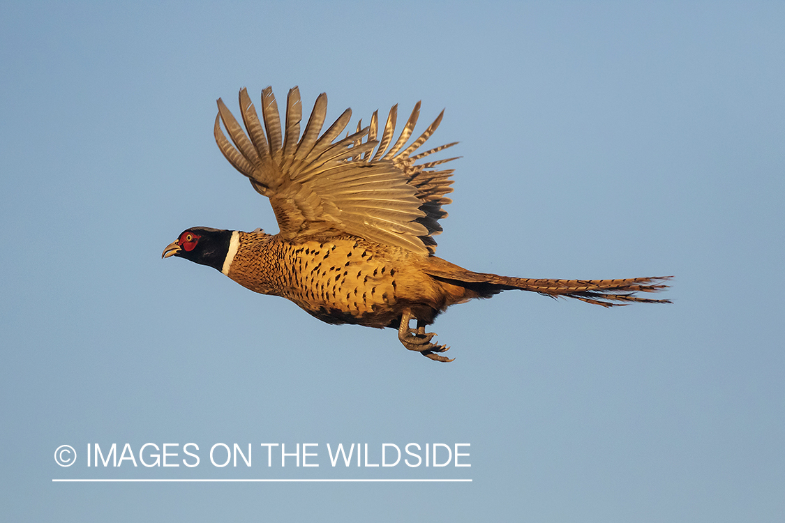 Ring-necked pheasant in flight.