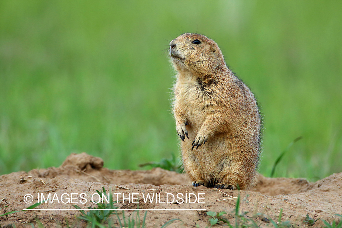 Prairie dog in habitat.