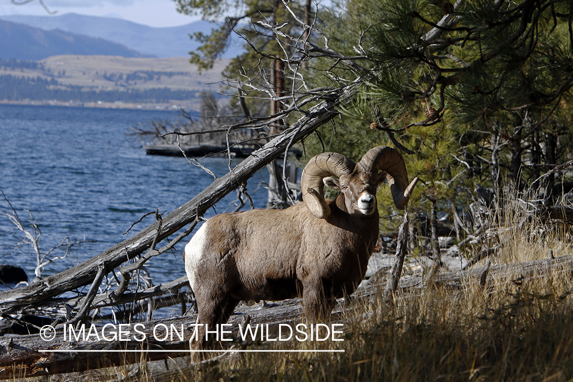 Rocky Mountain bighorn sheep in field.