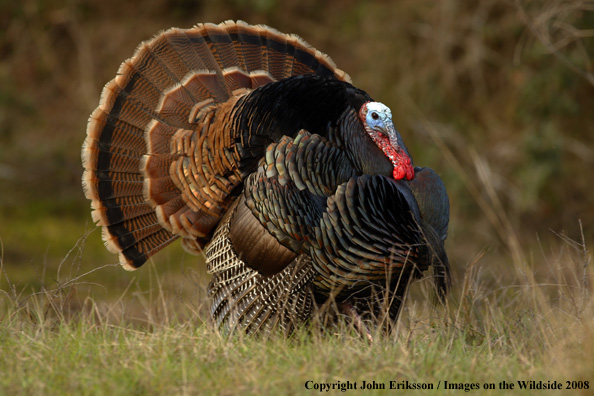 Eastern Wild Turkey