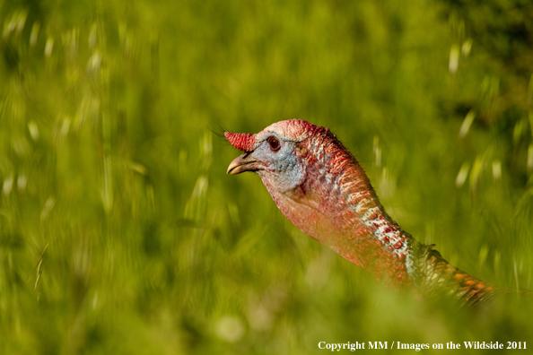 Eastern Wild Turkey in habitat. 